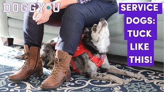 Teach Your Service Dog to Tuck or 'Down and Under': Stationing at Restaurants, Buses and Planes