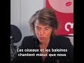 Les animaux chante mieux que nous