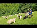 La păscut cu oile prin poieni de munte | Stâna lui Văsălia Pinti din Ungureni MM 2021