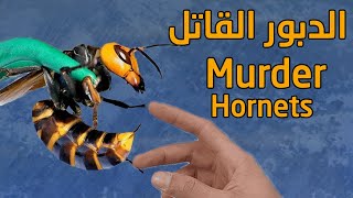 جيش «الدبابير القاتلة» تغزو الولايات المتحدة الامريكية ! Giant Hornets