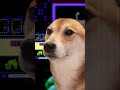 おそらく犬　おお犬