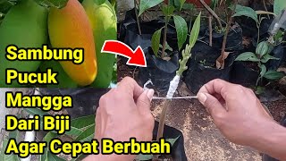 Sambung Pucuk Mangga Dari Biji Agar Cepat Berbuah || Tabulampot Mangga