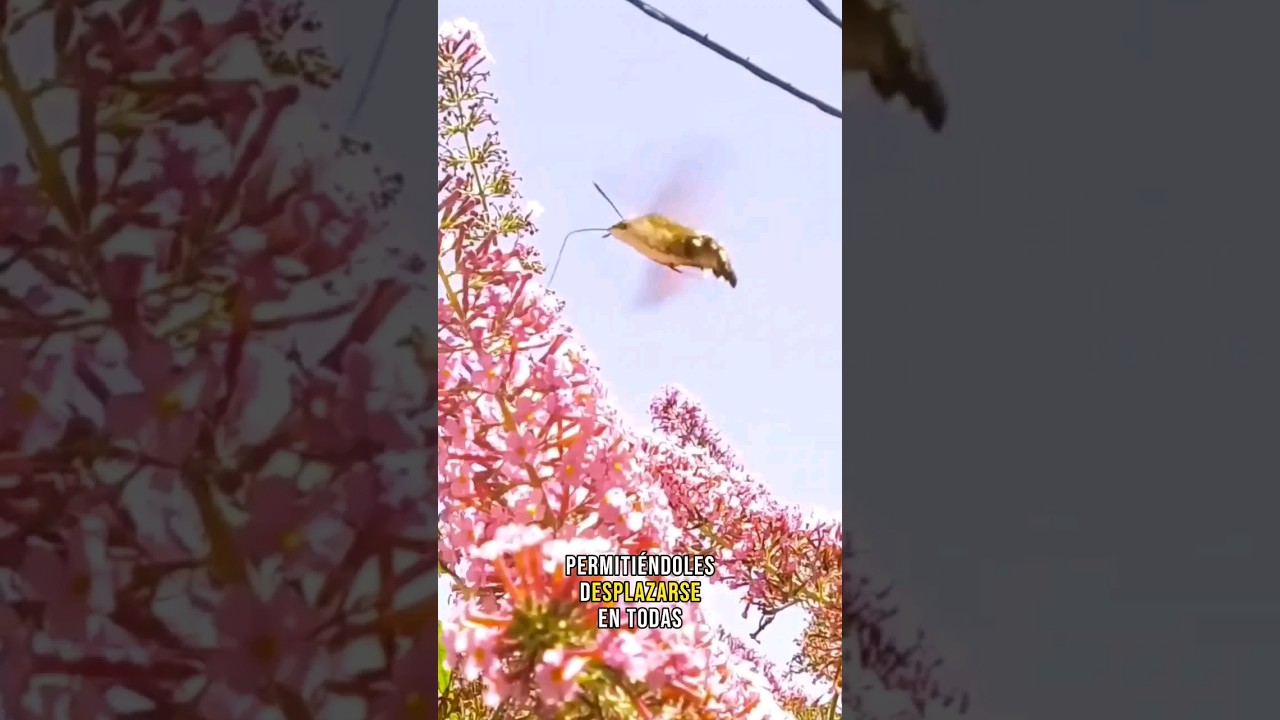 El insecto Colibrí #shorts #curiosidades #animales