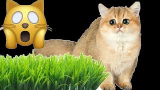 😸🌿 CAT'S REACTION (CAT sees grass for the first time)