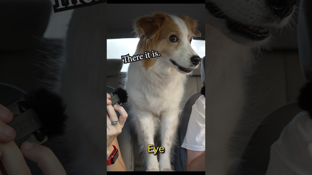 My F*d Up Dog’s anxiety signs are hilarious (and predictable). 