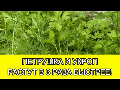 Почему укроп не растет и желтеет на грядке: основные причины и способы решения проблемы