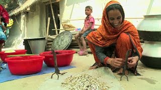 BANGLADESH: PETITS POISSONS, GROS ESPOIRS