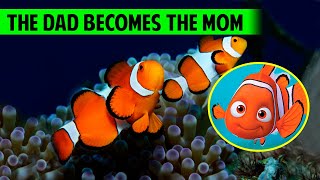 10 Facts About The CLOWNFISH You Didn't Know