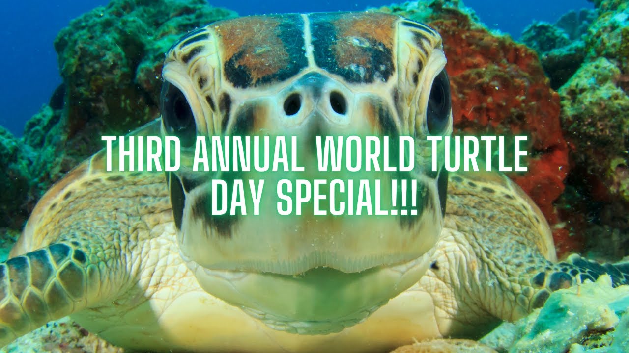 Mirabella TV's 3rd Annual World Turtle Day Special! Featuring Special ...