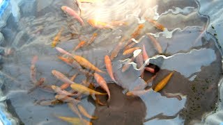 Modern Koi Blog #1729 - Chris Vietoris' sensational Koyo Babykoi