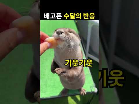 배고픈 수달의 반응 thumbnail