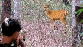 BERBURU KIJANG PAKAI PIKAT dari BAMBU,KIJANG NYA LANGSUNG DATANG (HUNTING IN THE FOREST)