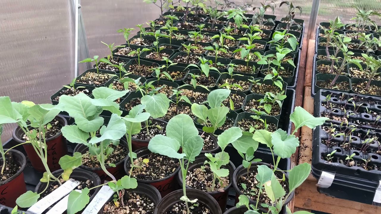 Harbor freight greenhouse automatic vent installation YouTube