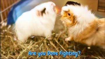 Try not to Laugh - Best Of Ridiculous Guinea Pig Fighting!