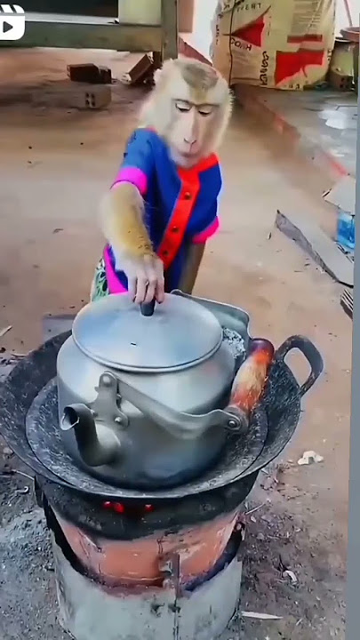 masak air ❗❗❗ biar Mateng😂😂 #masak #monyet #monkey #babymonkey #monkeyvideo #komedi