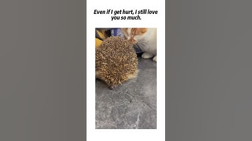 Little hedgehog has spines.