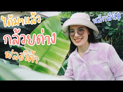 ไปรับกล้วยด่างฟลอริด้ามาปลูก เริ่มยังไง #กล้วยด่าง #อะมิโนโปรตีน #TRGREEN