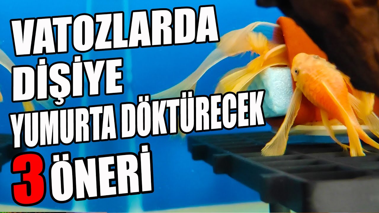 VATOZLAR NEDEN YUMURTA DÖKMEZ? Vatoz Üretimi, Vatozlardan Nasıl Yavru Alınır?