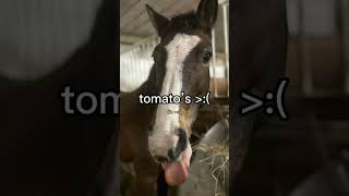 Hun Class Right Now horse equestrain equine equinelife