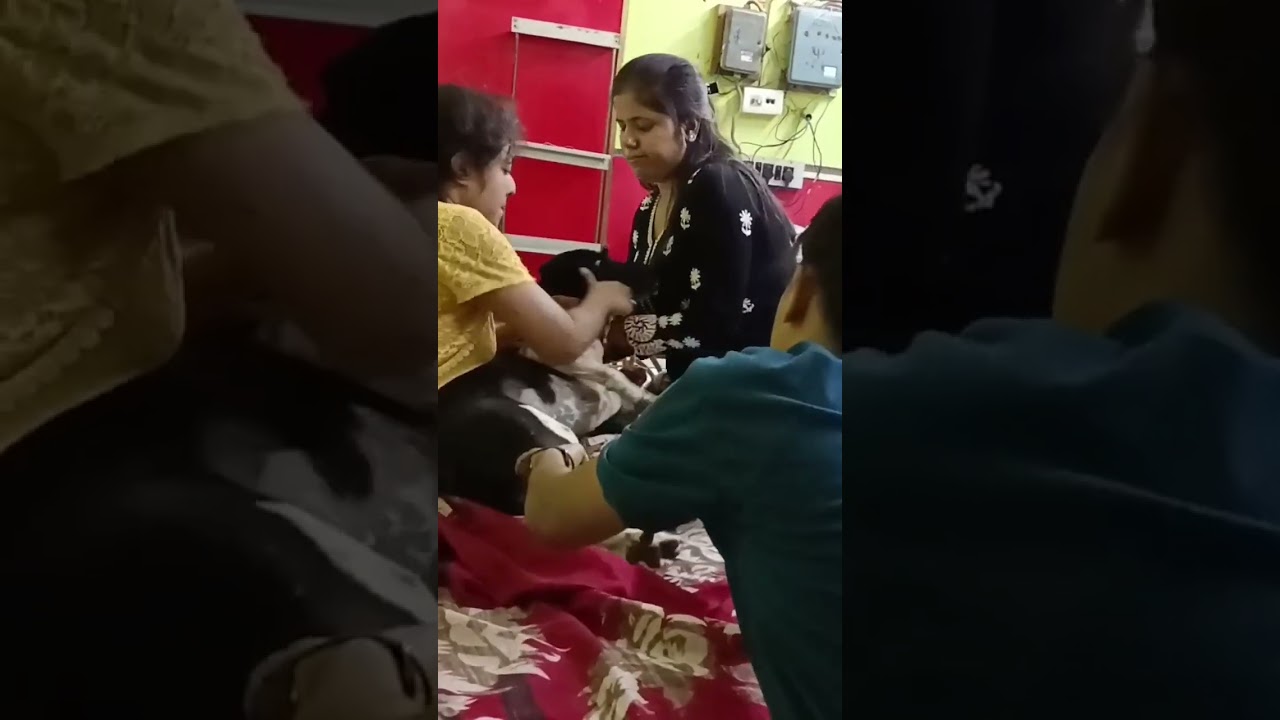 Dog Treatment Video shorts 