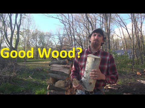 वीडियो: क्या बोतल ब्रश अच्छी जलाऊ लकड़ी है?