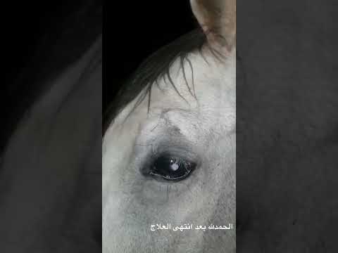 أصابه فوق العين قويه وتم علاجها بدون ما تتأثر العين ولله الحمد 