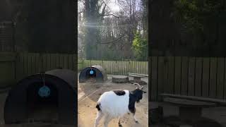 Jesmond Dene Park Pets Corner- 20230130Goata