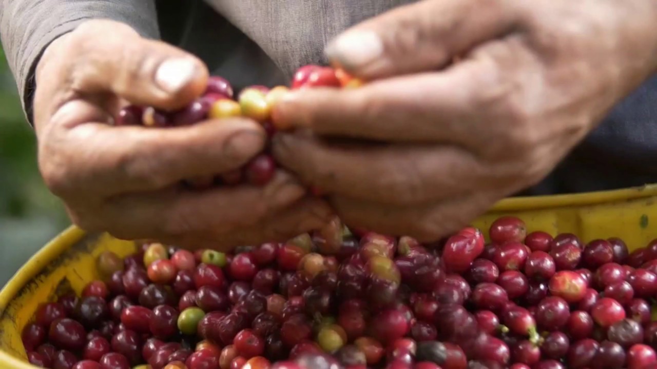 CAFÉ Rozo VIDEO Promocional - Pamplona Norte De Santander COLOMBIA ...