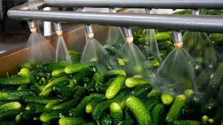 How Pickles Are Made In Factory? Amazing Cucumber Growing & Harvesting Technology