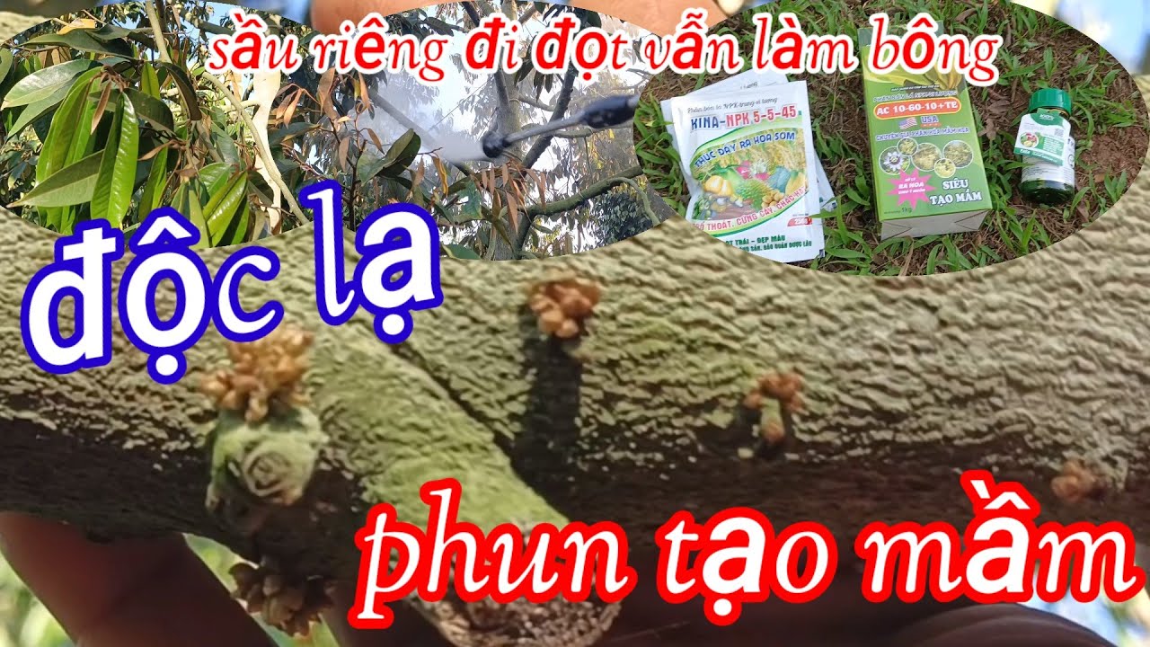 sầu riêng đi đọt vẫn phun tạo mầm làm bông độc lạ 