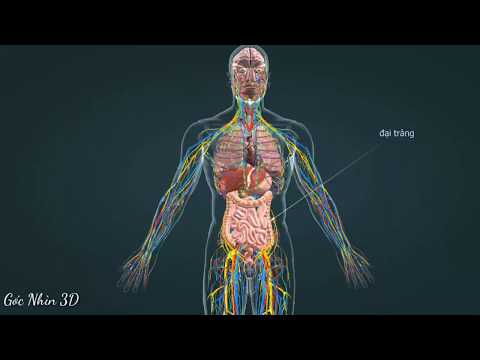 Video Giải Phẫu Đại Tràng Qua Góc Nhìn 3D ( Sinh Học 3D ) - youtube