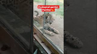 chidiyakhana Panther 🐆♥️ video #panther #animal#love #youtube #viral #shortsfeed#trending#tiktok