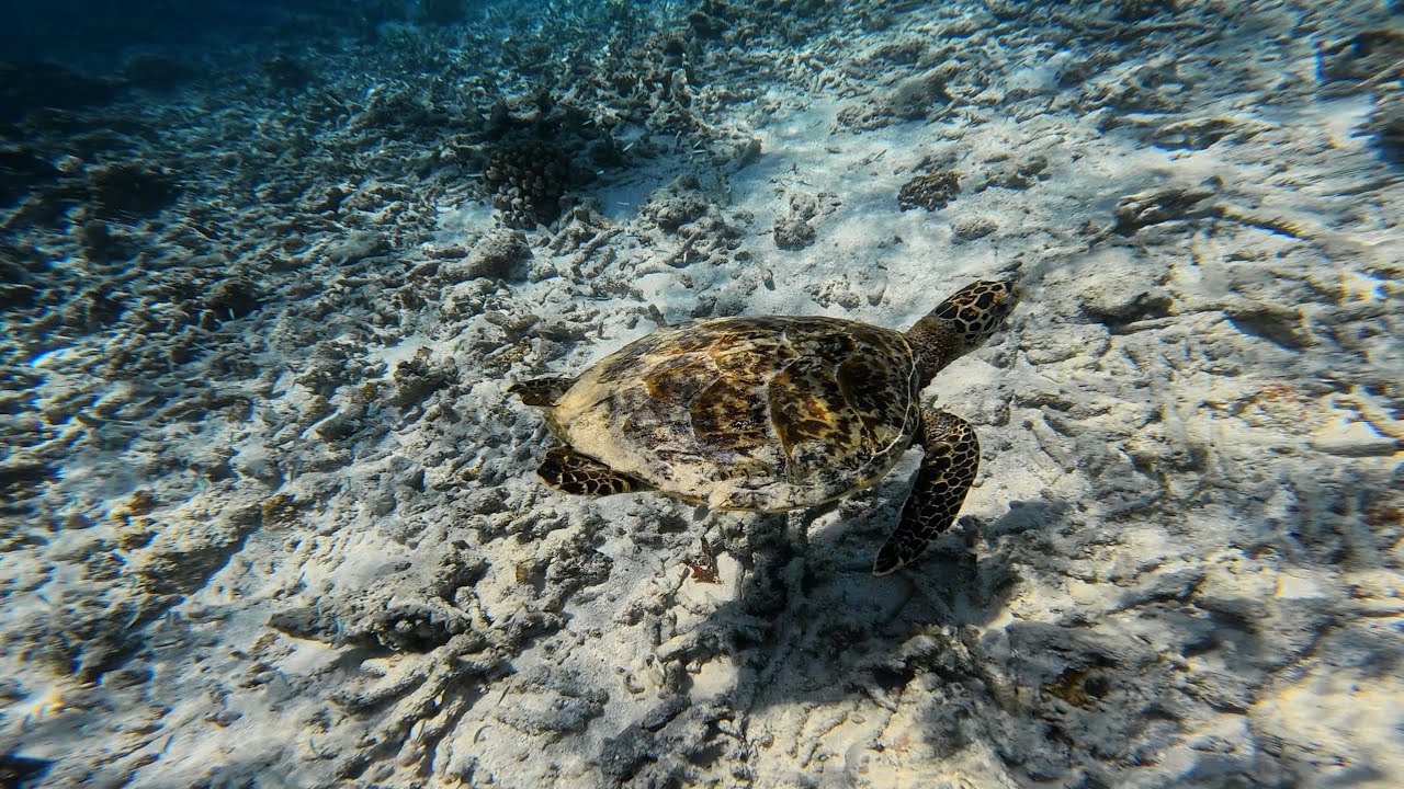 Mr. Turtle - YouTube