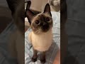 I‘m so fascinated by kittens😻 #cat #catshorts #catvideos #funny #kitten