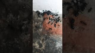 ant colony    ant farm    चींटी कॉलोनी🤔😱😱