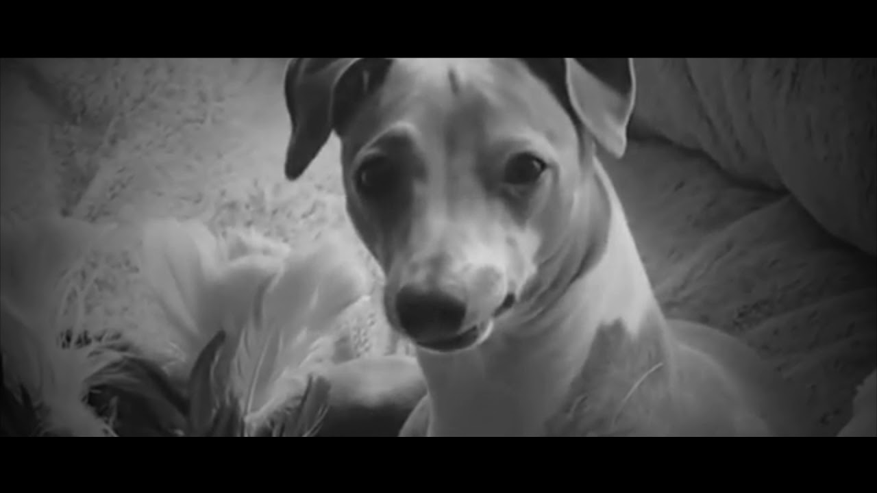 Another Jenna & Julien Horror Edit Only It's to Control by Halsey