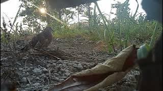 #Tekukur|ngawi@komandanrobet1016                suara terkuku untuk memancing tekukur bakalaa