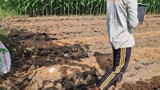 THE SECRET TO SOFT AND FERTILE SOIL! DOLOMITE FERTILIZER MIXING METHOD REVEALED! - farming screenshot 5