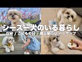 #5-①【ルーティン】もふもふ可愛いシーズー犬と家族の5日間（2023.5.1-5.5）/ Shih Tzu takes a walk everyday in May.