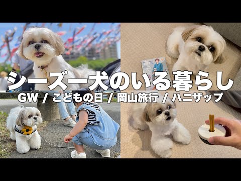 【ルーティン】もふもふ可愛いシーズー犬と家族の5日間（2023.5.1-5.5）/ Shih Tzu takes a walk everyday in May.