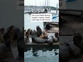 Sea Lion Radio brings Seattle’s barks, bleats and yaps to the world