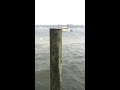 Hurricane Michael - Rising and submerging the docks in Lincoln Park - Video by Feliciti Krug