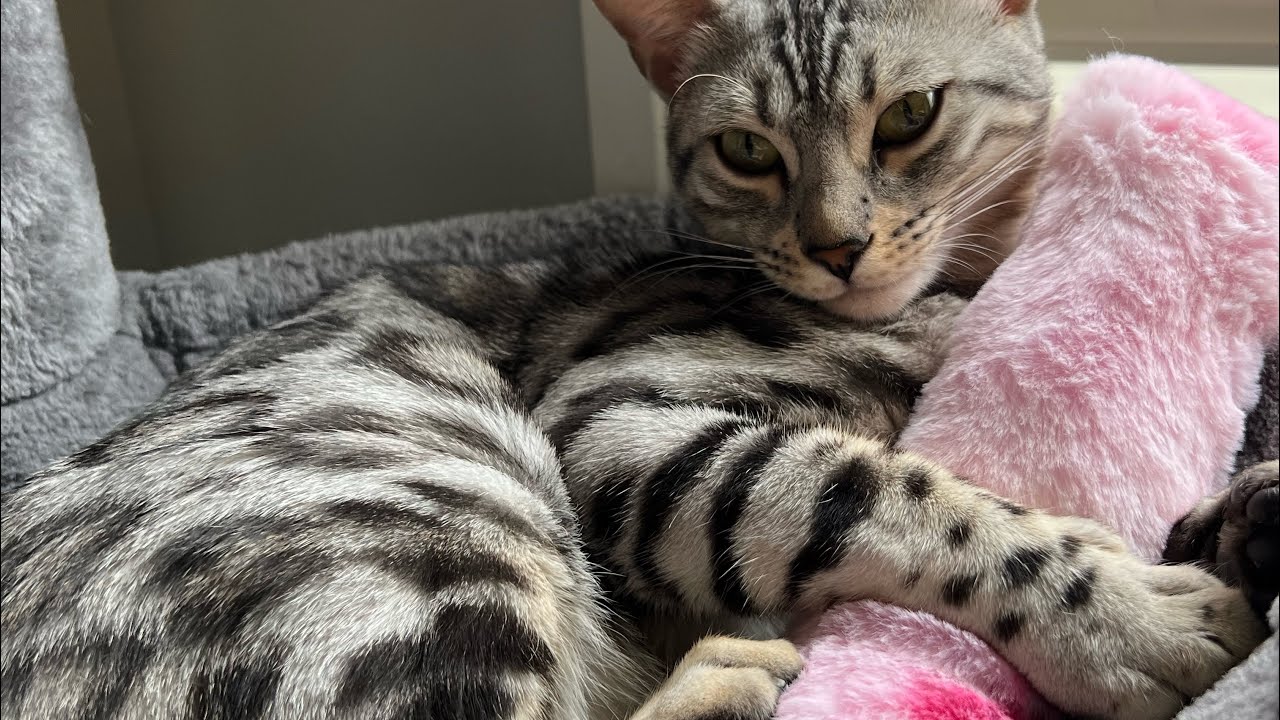 My cat talks to me. Compilation of cat chats. YouTube