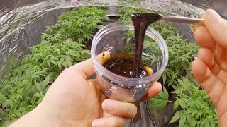 1 oz Pure Cannabis Oil, New Seeds From Zamnesia