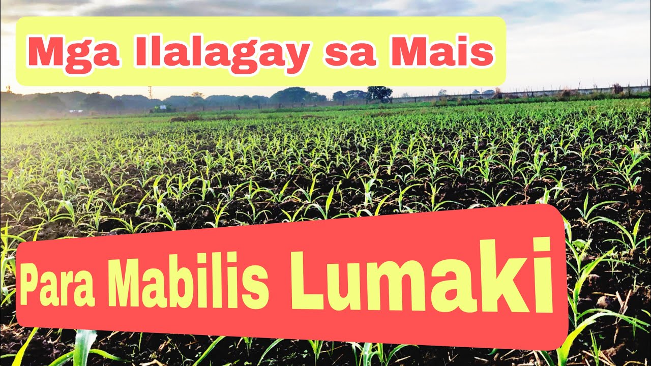 Mabilis na Paglaki ng Mais at mga Kailangan Nito