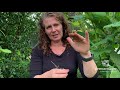 Lemonbalm: How to grow, use and propagate with Morag Gamble