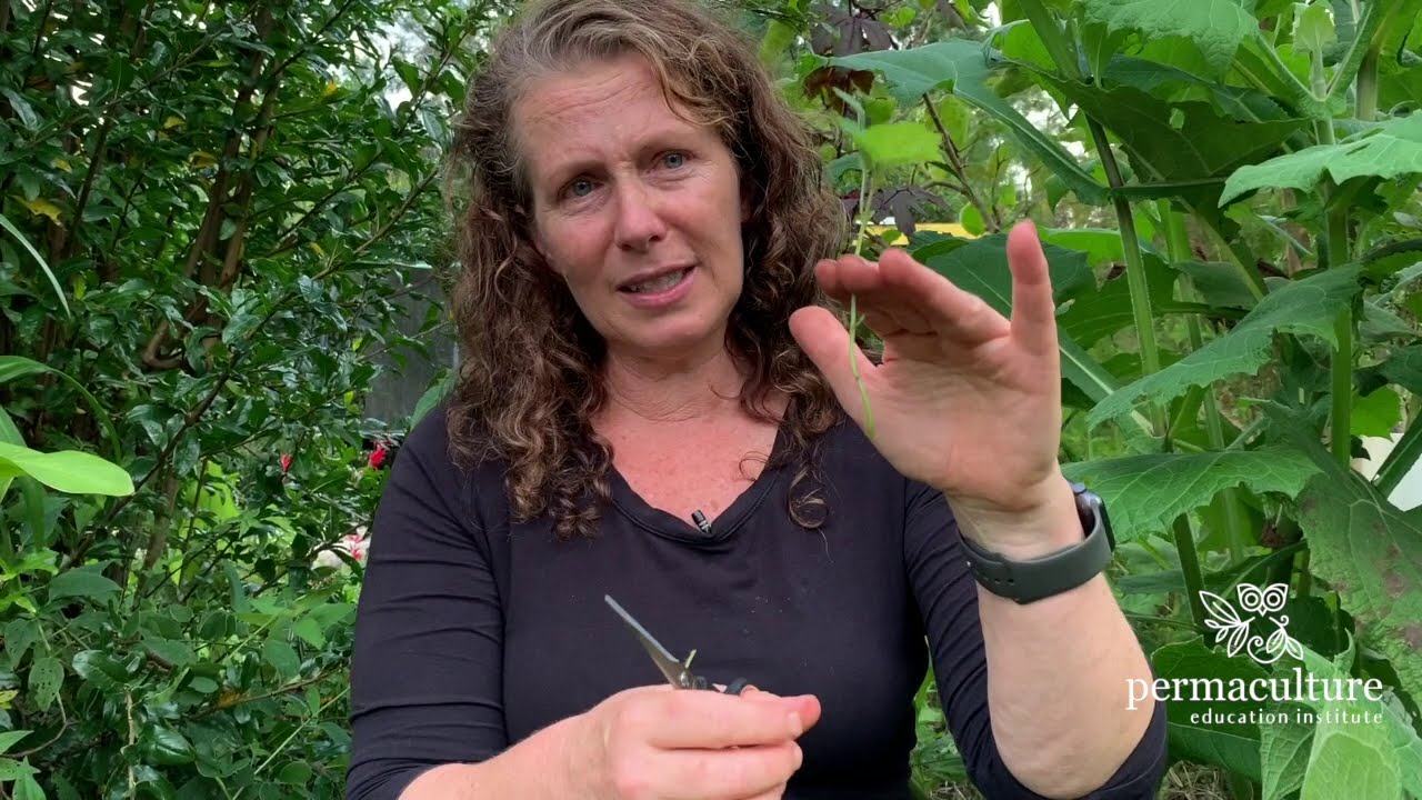 Lemonbalm: How to grow, use and propagate with Morag Gamble