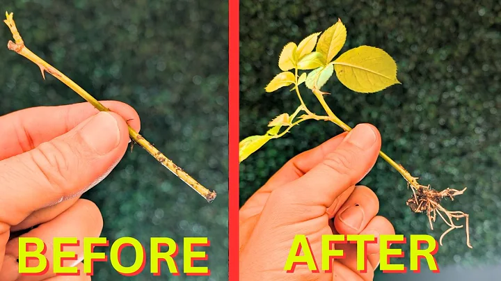 The EASIEST Way to Propagate Roses | How to Propagate a Rose from a Cutting