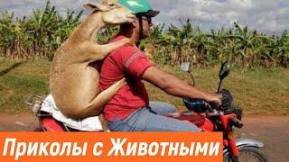 Смешные животные 2020 / Лучшие приколы 2020 года / Смешные видео с животными / Приколы с животными