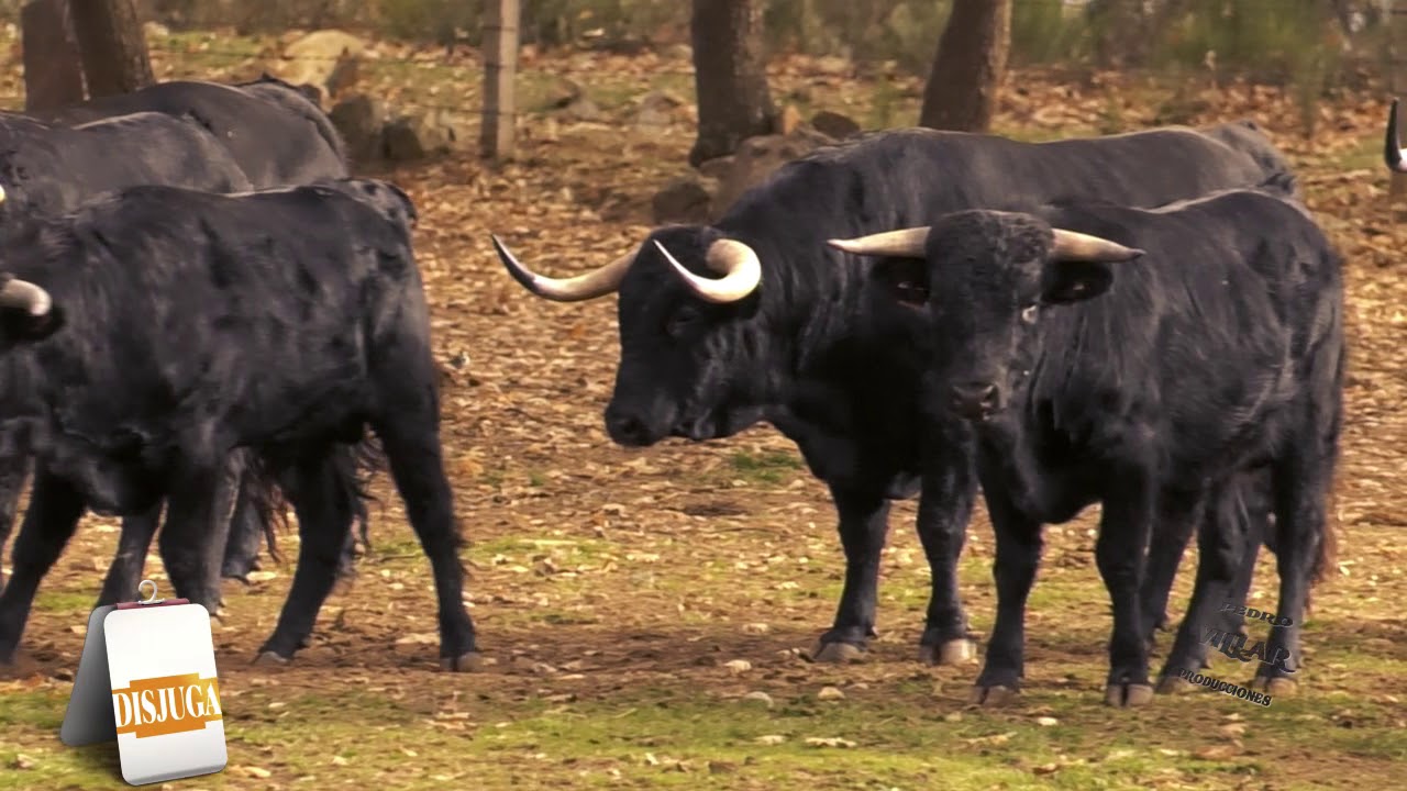 Ganadería Adelaida Rodríguez